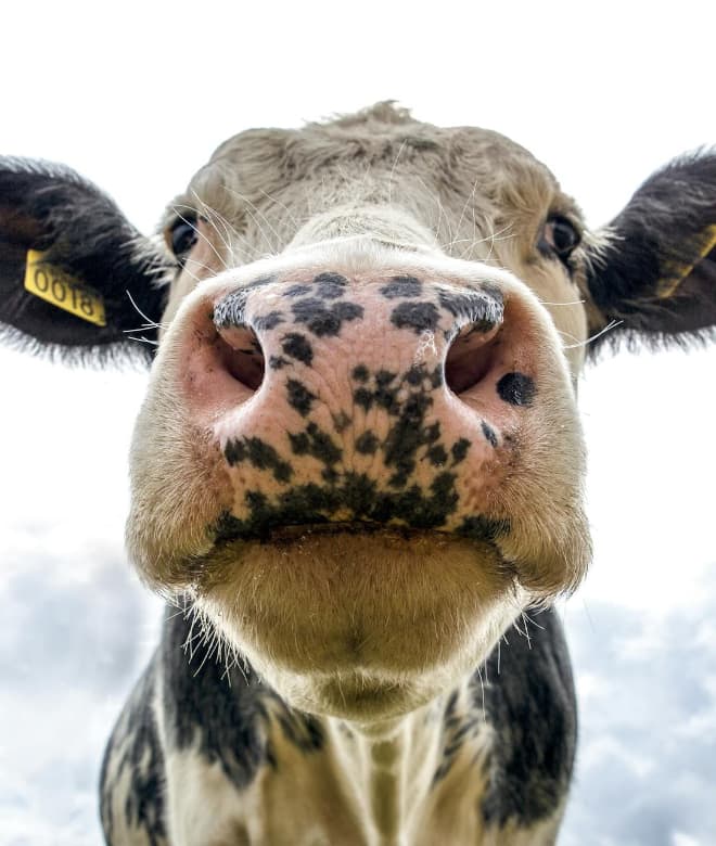 Anwendungsbreiche_Tierhaltung_home
